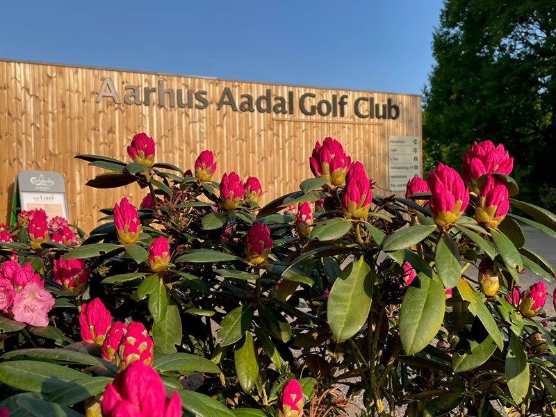 Fjern deres vente JULI TILBUD GREENFEE | Aarhus Aadal Golf Club