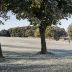 Morgenrimfrost Over Aarhus Golfbane